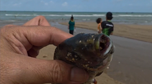fish 