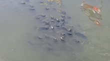 fish 