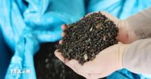 US emerges as biggest consumer of Vietnam’s pepper