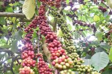 Vietnam's coffee exports exceed 3 billion USD