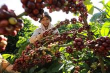 Vietnam's coffee exports hoped to set new record