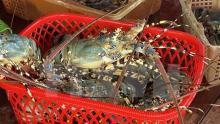 Vietnam's lobster exports soar 18-fold in two months
