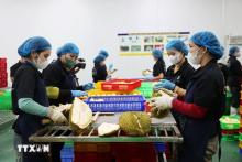Vietnam’s fruit, vegetable exports likely to set new record in 2024