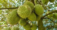 Vietnam's agro-forestry-aquatic exports up 79% in January