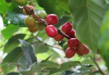 Among the key agricultural exports to Russia that posted strong values in January – November last year were coffee with 153 million USD (up 20 percent) (Photo: VNA)