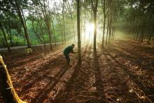 Vietnamese firms urged to quickly adapt to EU Deforestation Regulation