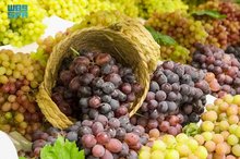 Grape Farming in Qassim: A Quality Yield Boosting Crop Diversity, Supporting Local Economy