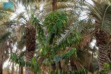 Najran Farms: Unique Harmony of Palm, Coffee Cultivation