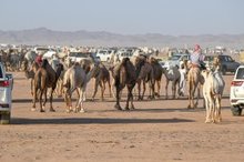 Hail Camel Auction Attracts Over 160,000 Visitors
