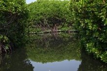 Mangroves in Jazan: The Sea Trees Guarding Life 