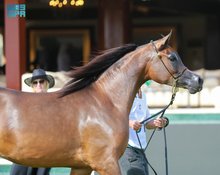 Eighth Arabian Horse Show Opens with 182 Yearling Fillies