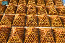 Peak Season Arrives at Buraidah Dates Carnival with Abundant Harvest