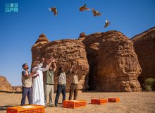 Chukar Partridges Released in AlUla's Sharaan Reserve to Boost Biodiversity and Ecotourism