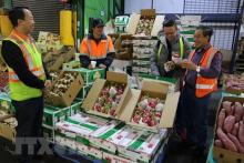 Dragon fruit is among products allowed to enter Chinese market. (Photo: VNA)