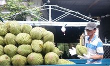 Vietnam takes steps to address drop in durian exports to China