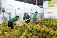 Vietnam currently exports durian to more than 20 markets, but its durian exports to China account for 99% of total export turnover. (Photo: VNA)
