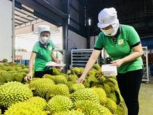 Durian has emerged as one of items with high export value (Photo:VNA)