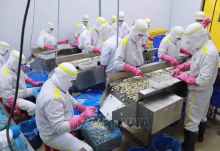 Oyster processing - Illustrative image (Photo: VNA)