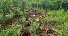 elephant footprints