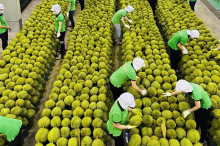 Durian is a key export fruit of Vietnam in 2023 (Photo: baochinhphu.vn)