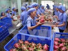 Dragon fruits packaged for exports (Photo: VNA)
