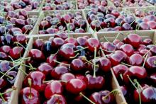 Kyrgyzstan buys over 2.7 thsd tons of cherries from Uzbekistan in 10 months