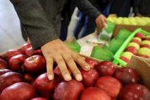 Kyrgyzstan to export apples to China