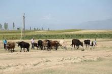 Kyrgyzstan ranks fifth in methane emissions in Central Asia