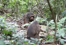 11 rare monkeys released back into wild in Nghe An