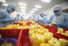 Green production a way for Vietnam to promote agricultural development: Insiders