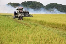 Opportunities, challenges in store for rice exports after New Year