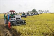Vietnam's agriculture sector sets new records amid global challenges