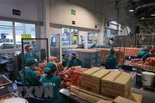 A Vietnamese company operating in Russia (Source: VNA)