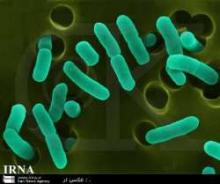 Mashhad To Host 6th Int'l Congress On Clinical Microbiology   
