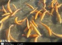 Fingerlings Dropped In Nakhichevan Territorial Waters  