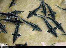 Fisheries Exports Earned Iran $200m Last Year 