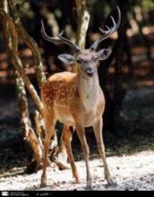 Water, Grass Needed For Yellow Deer In Oroumiyeh Lake's Ashk Island    