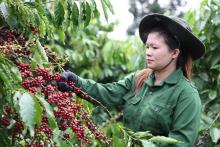 Vietnam posts over 100% growth in coffee exports to Spain