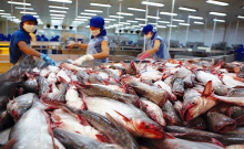 Vietnam gains 114 million USD from tra fish export to the CPTPP markets as of June 15. (Photo: baodautu.vn)