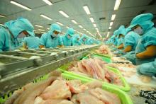 At a tra fish processing plant in Dong Thap (Photo: VNA)