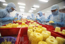 Processing canned pineapple at the factory of An Giang Agriculture and Foods Import Export Joint Stock Company. (Photo: VNA)