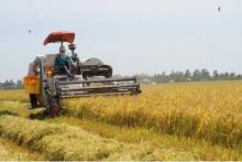 Agriculture has an important role to play in the cooperative ties between Vietnam and Canada. (Photo: VNA)
