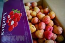 Lychee exports to Australia in 2020 still rose 188 percent compared to 2019 (Photo: VNA)