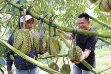 Vietnam’s durian exports rebound strongly