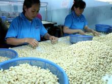 Workers process cashew nuts for export (Photo: VNA)