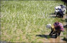 Iran's wheat storage capacity over 6m tons