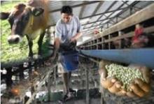 Thai livestock exports to rise in 2011