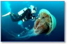 Thailand to promote more knowledge about jellyfish