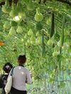 Gourd tunnel