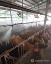 Fans and a mist-spraying machine installed on the ceiling keep milk cows cool at a cattle shed in the southeastern port city of Busan on July 29, 2026, as sultry weather grips South Korea, with the mercury forecast to reach 35 C in the region. (Yonhap) (END)